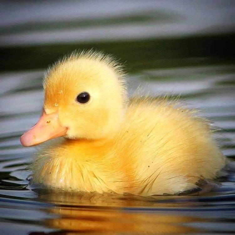 Bebek