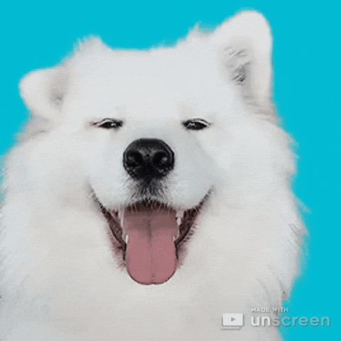 Anjing