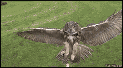 Burung Hantu